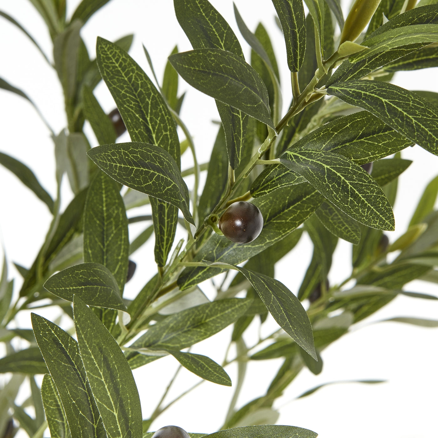 Apulia Olive Tree In White Pot Small