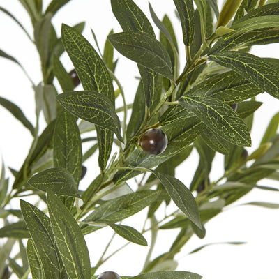 Apulia Olive Tree In White Pot Small