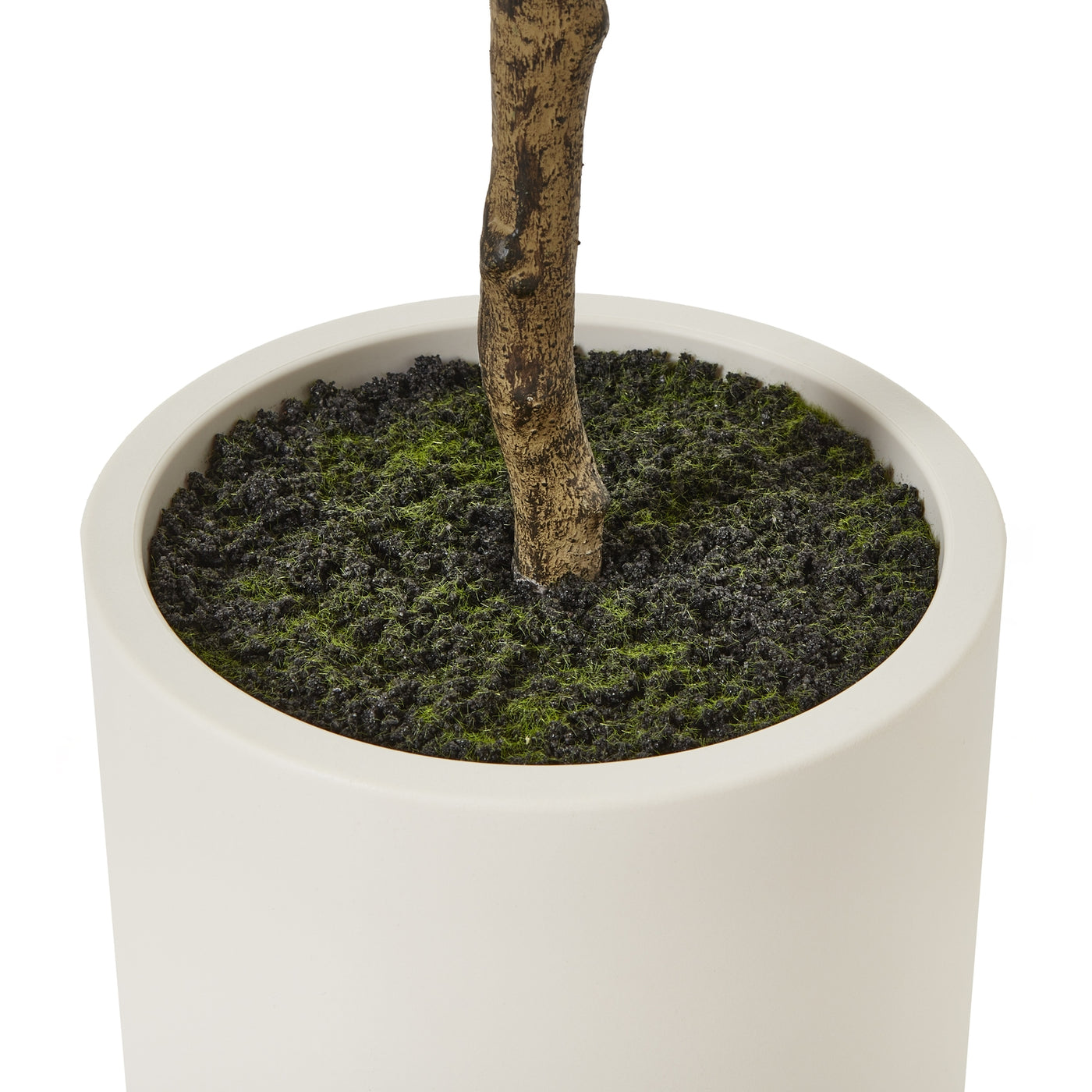 Apulia Olive Tree In White Pot Small