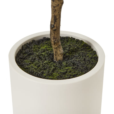 Apulia Olive Tree In White Pot Small
