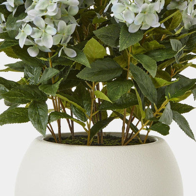 Green Hydrangea Plant Pot