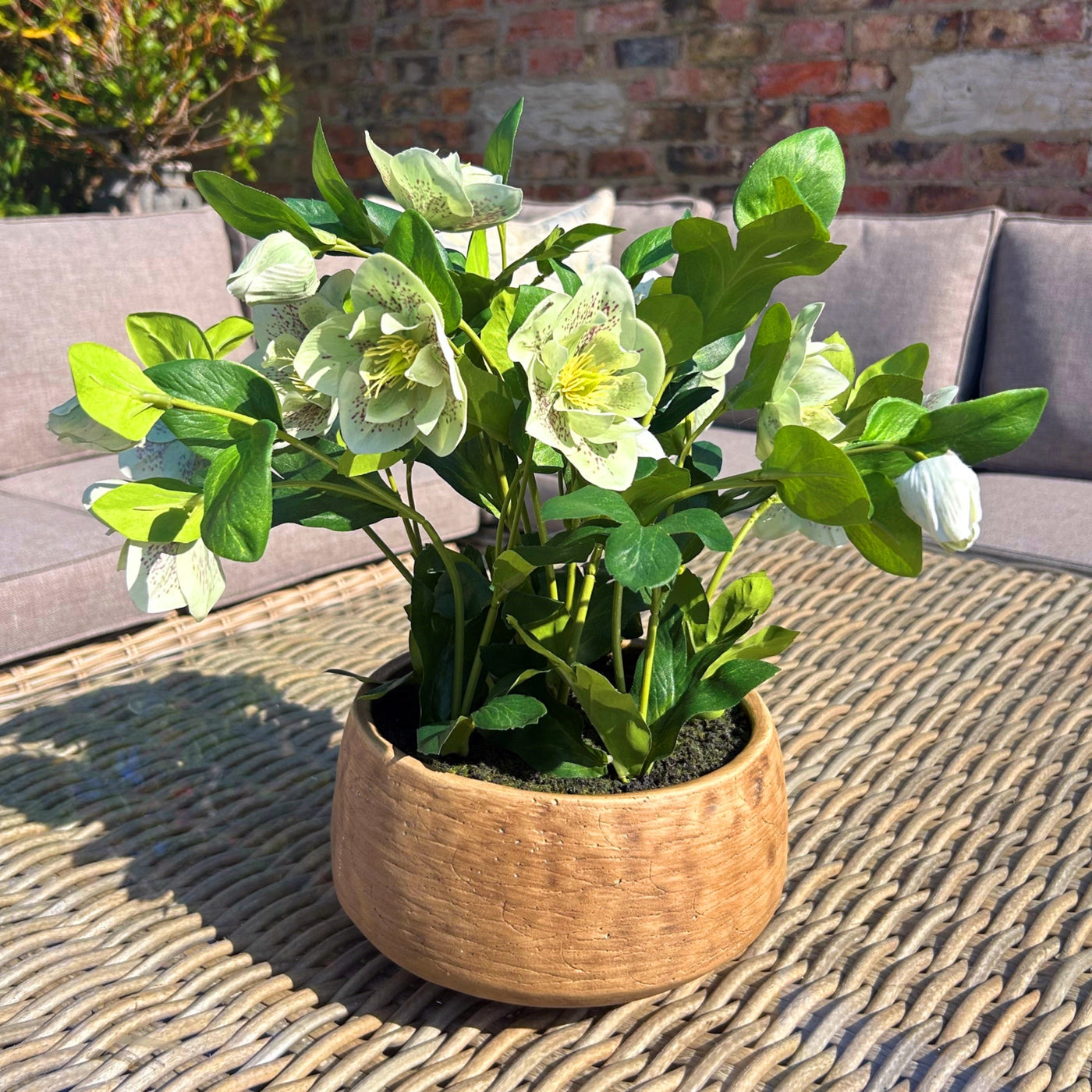 Green Hellebore Plant Taupe Pot