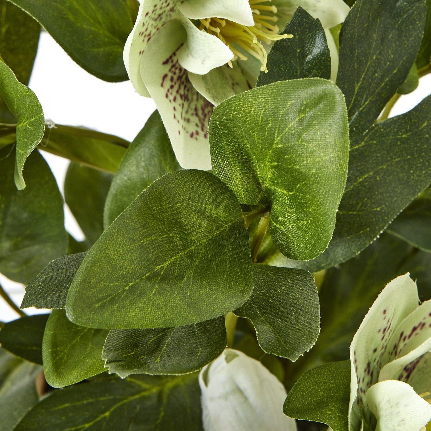 Green Hellebore Plant Taupe Pot