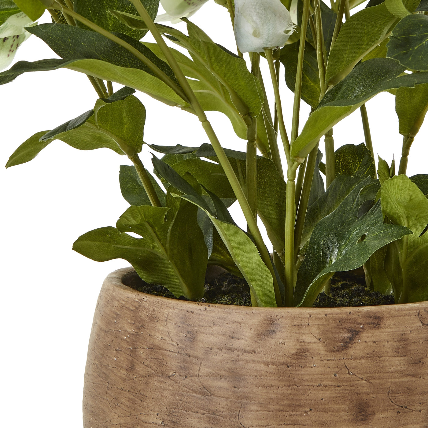 Green Hellebore Plant Taupe Pot