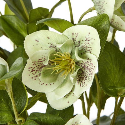 Green Hellebore Plant Taupe Pot