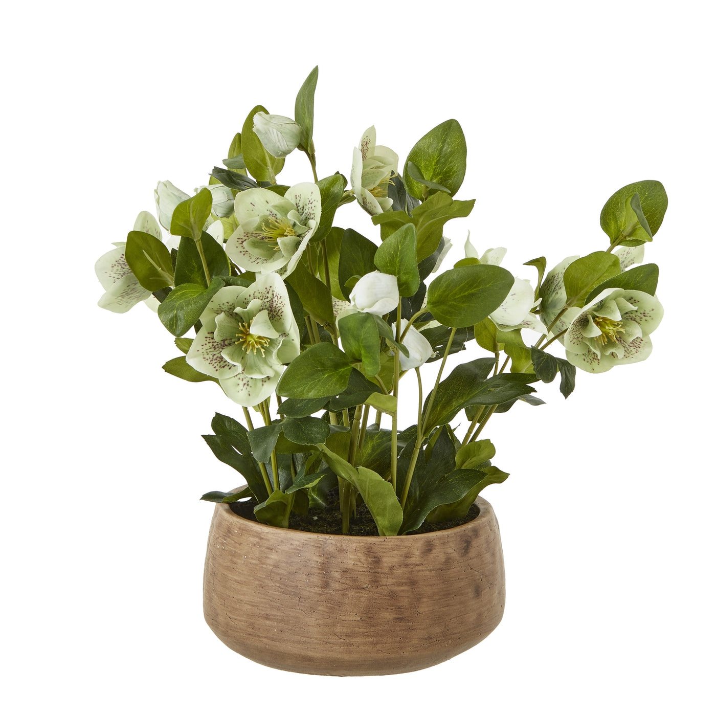 Green Hellebore Plant Taupe Pot