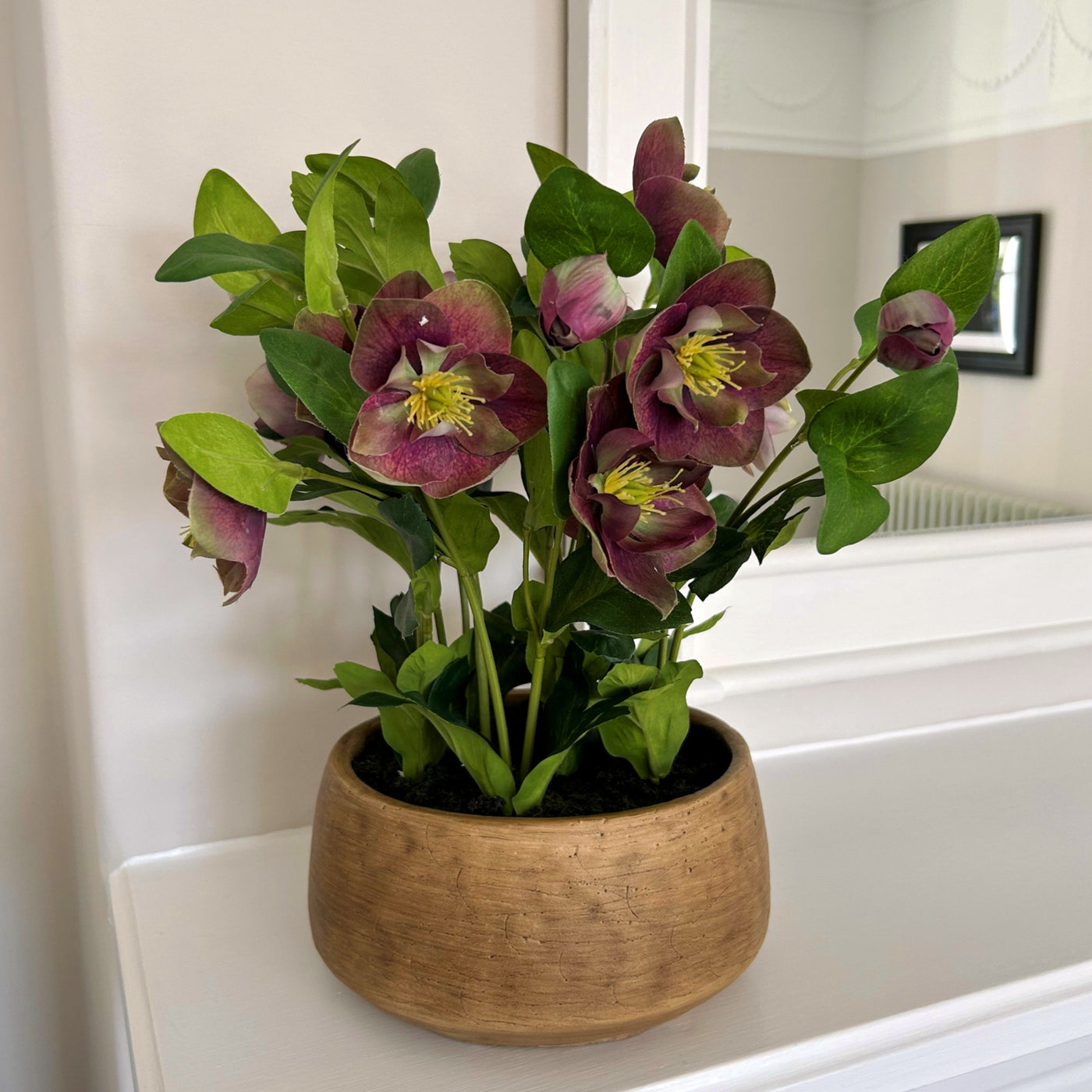 Deep Plum Hellebore Plant Taupe Pot