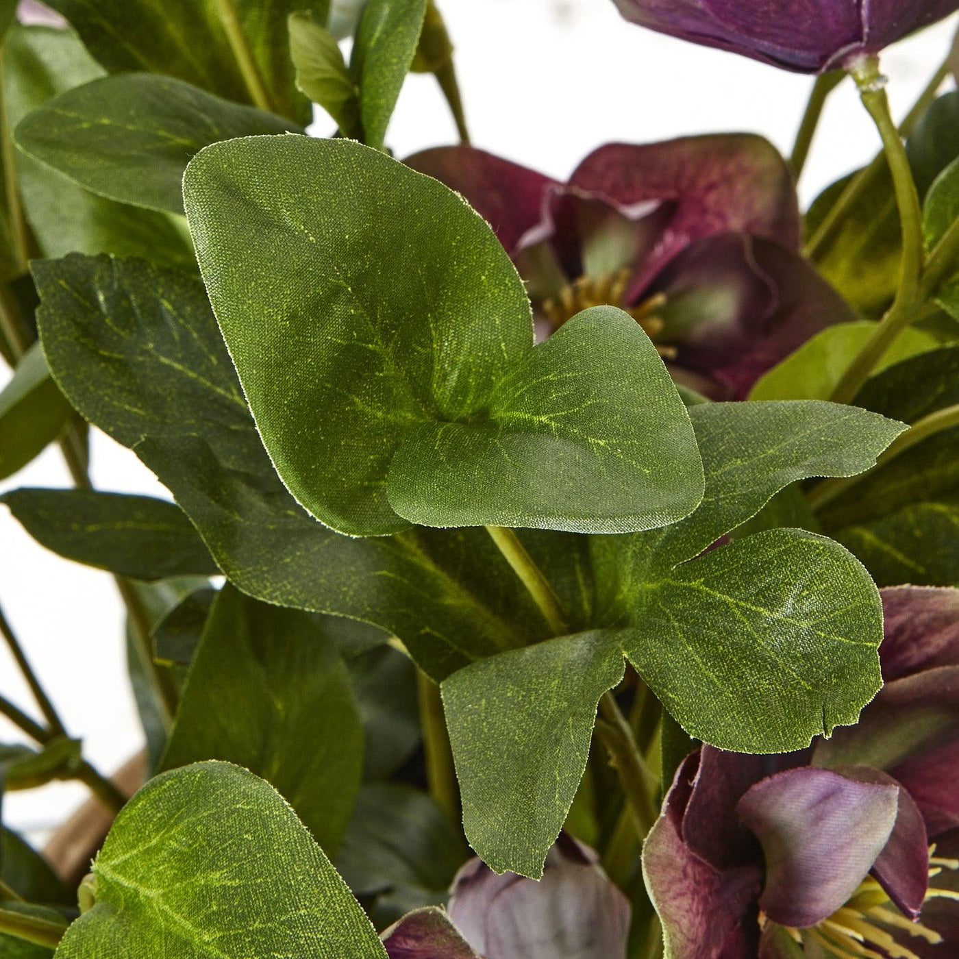 Deep Plum Hellebore Plant Taupe Pot