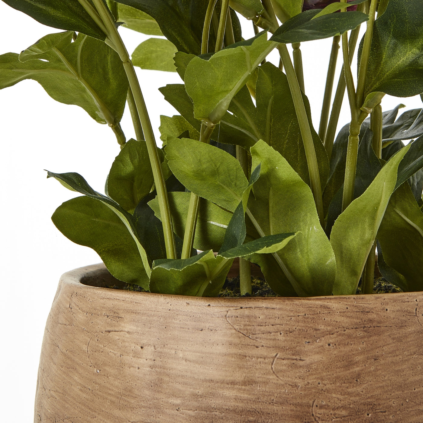 Deep Plum Hellebore Plant Taupe Pot