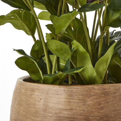 Deep Plum Hellebore Plant Taupe Pot