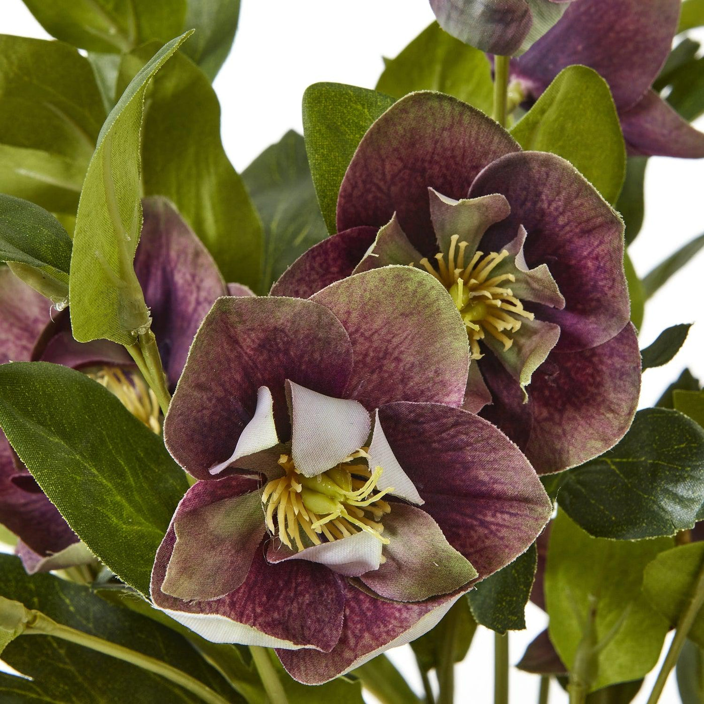 Deep Plum Hellebore Plant Taupe Pot