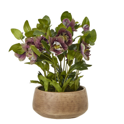 Deep Plum Hellebore Plant Taupe Pot