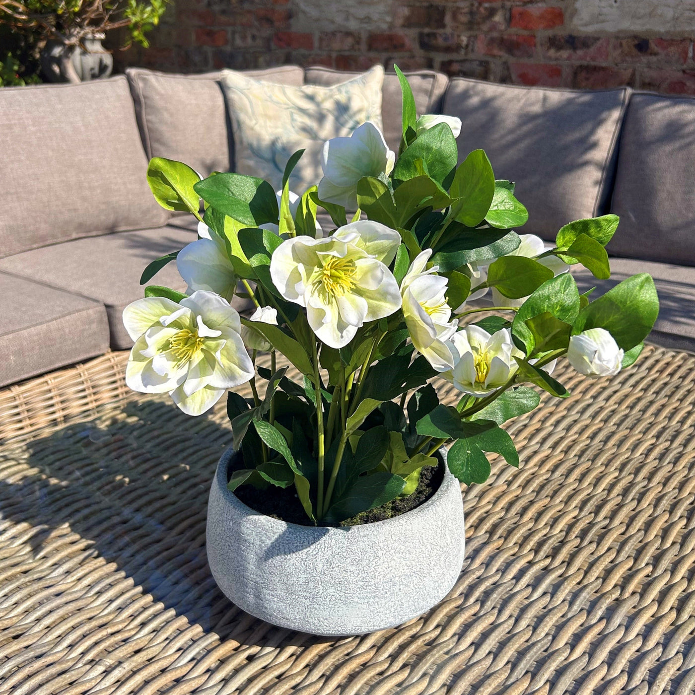 White Hellebore Plant Grey Pot