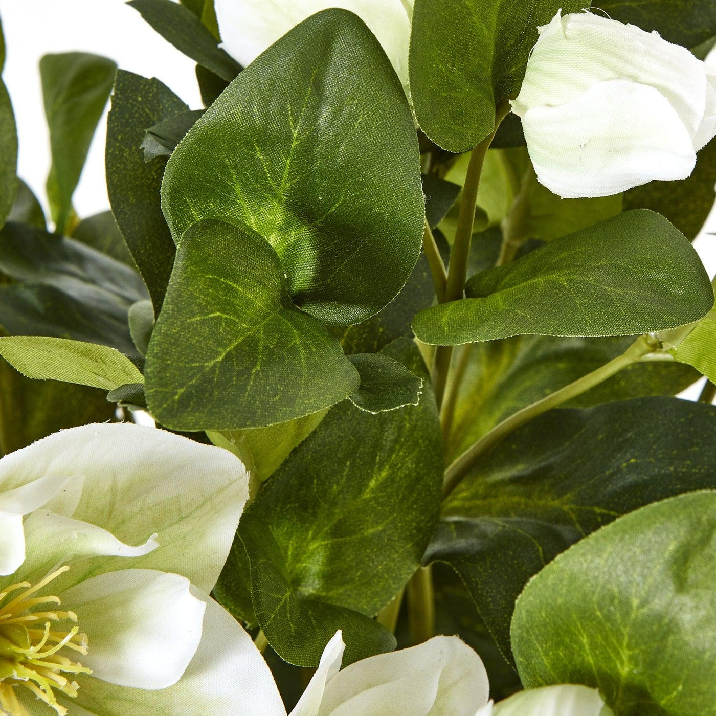 White Hellebore Plant Grey Pot