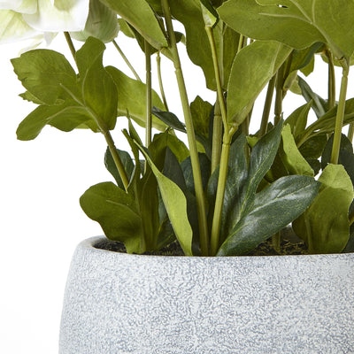 White Hellebore Plant Grey Pot