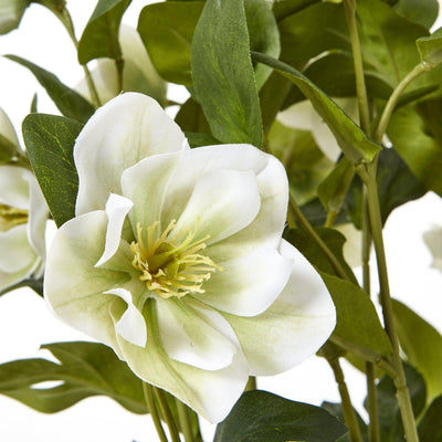 White Hellebore Plant Grey Pot