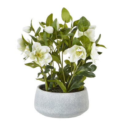 White Hellebore Plant Grey Pot