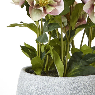 Variegated Pink Hellebore Plant Grey Pot