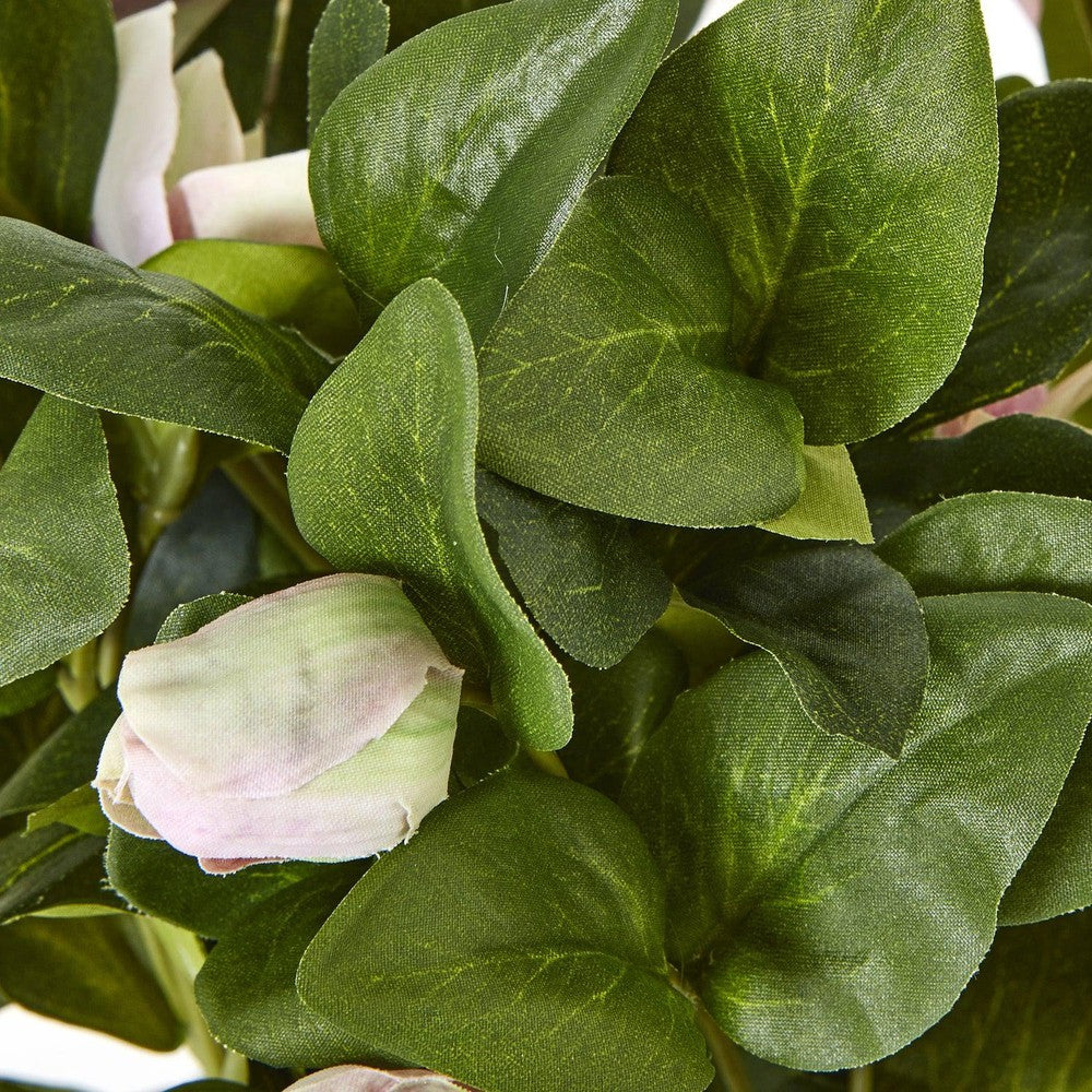 Variegated Pink Hellebore Plant Grey Pot