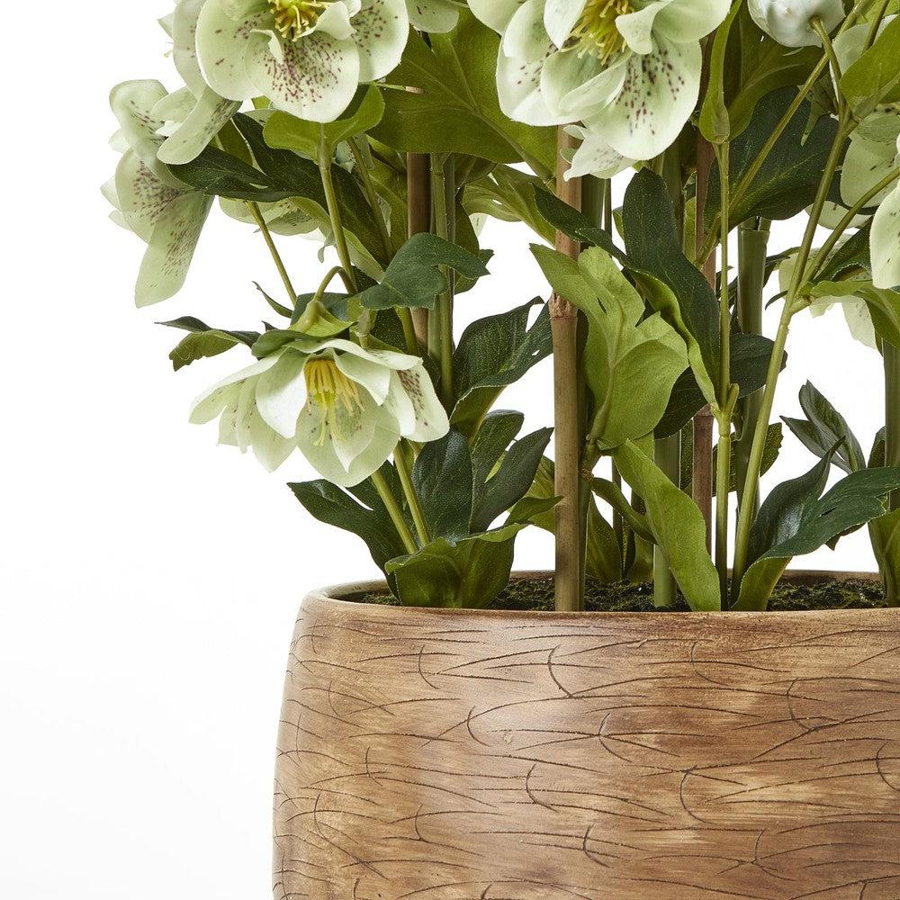 Green Hellebore Taupe Pot