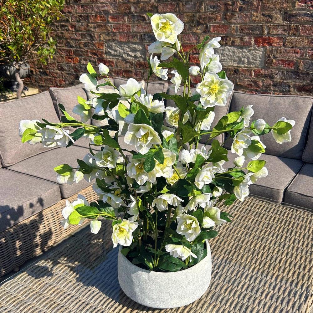 White Hellebore Grey Pot