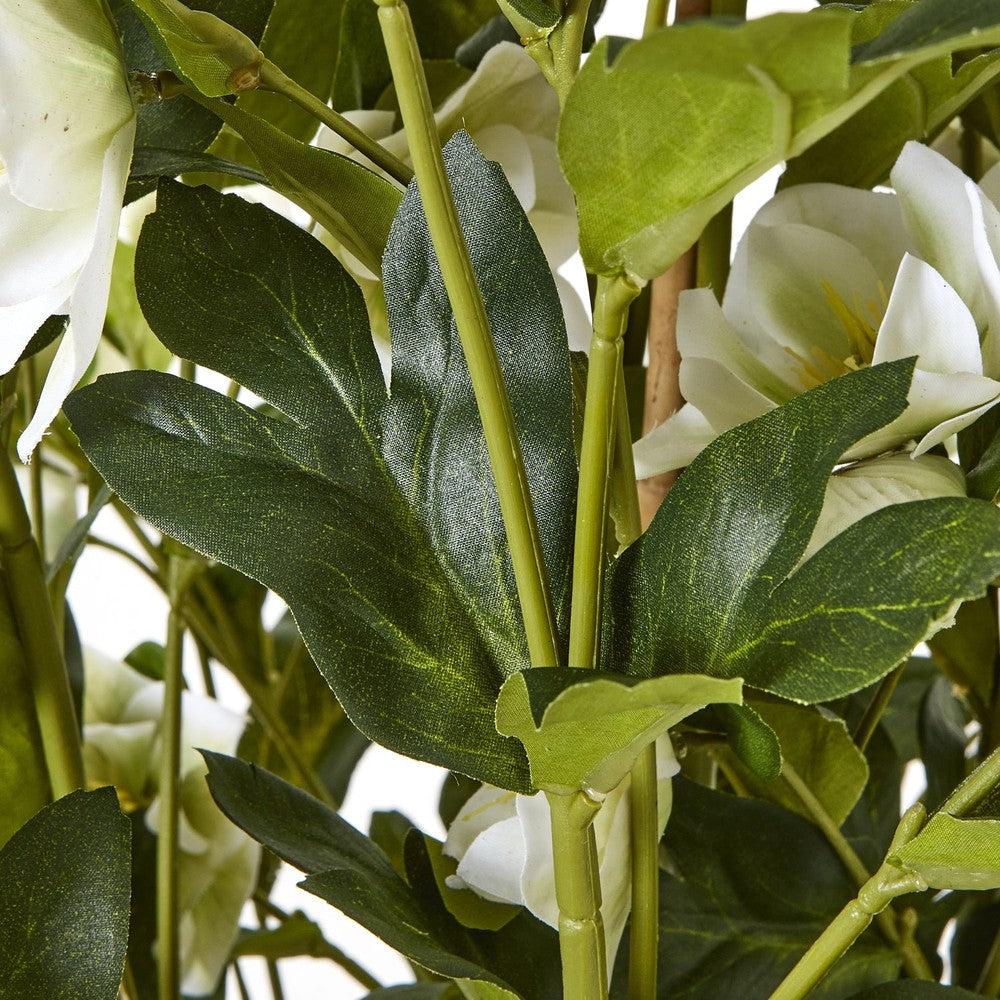 White Hellebore Grey Pot