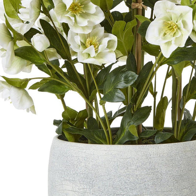 White Hellebore Grey Pot