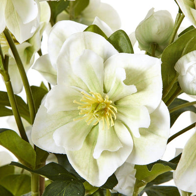 White Hellebore Grey Pot