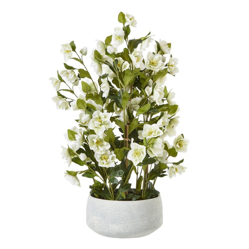 White Hellebore Grey Pot