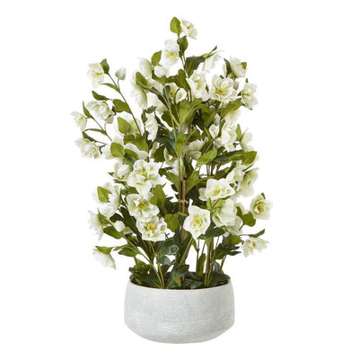 White Hellebore Grey Pot