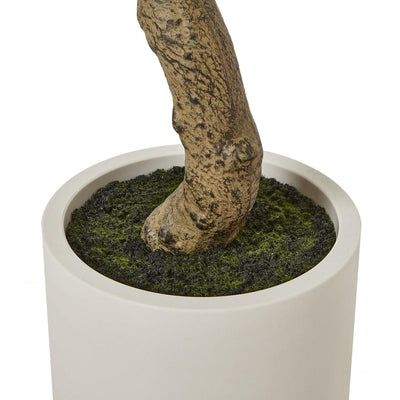 Apulia Olive Tree In White Pot Medium