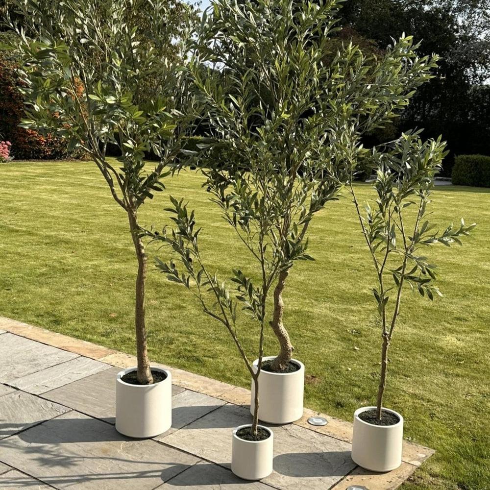 Apulia Olive Tree In White Pot Small