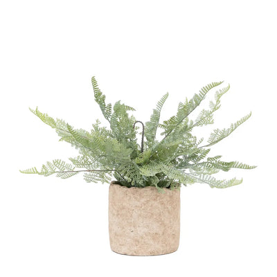 Potted Fern Small