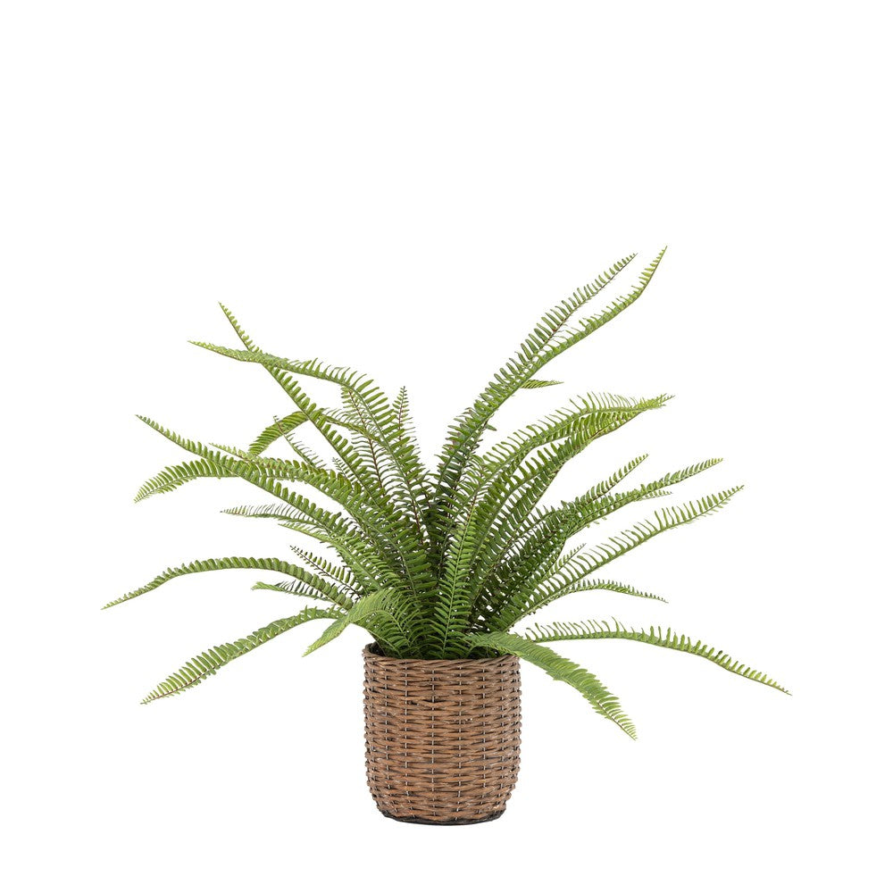 Potted Fern Plant