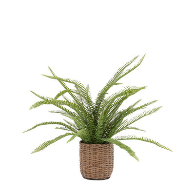 Potted Fern Plant