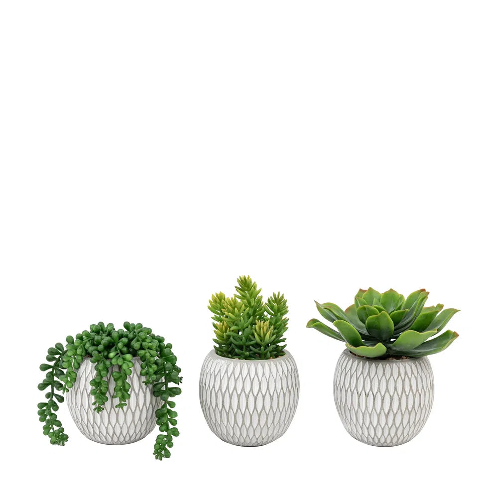 x3 Small Succulents Ceramic Pots