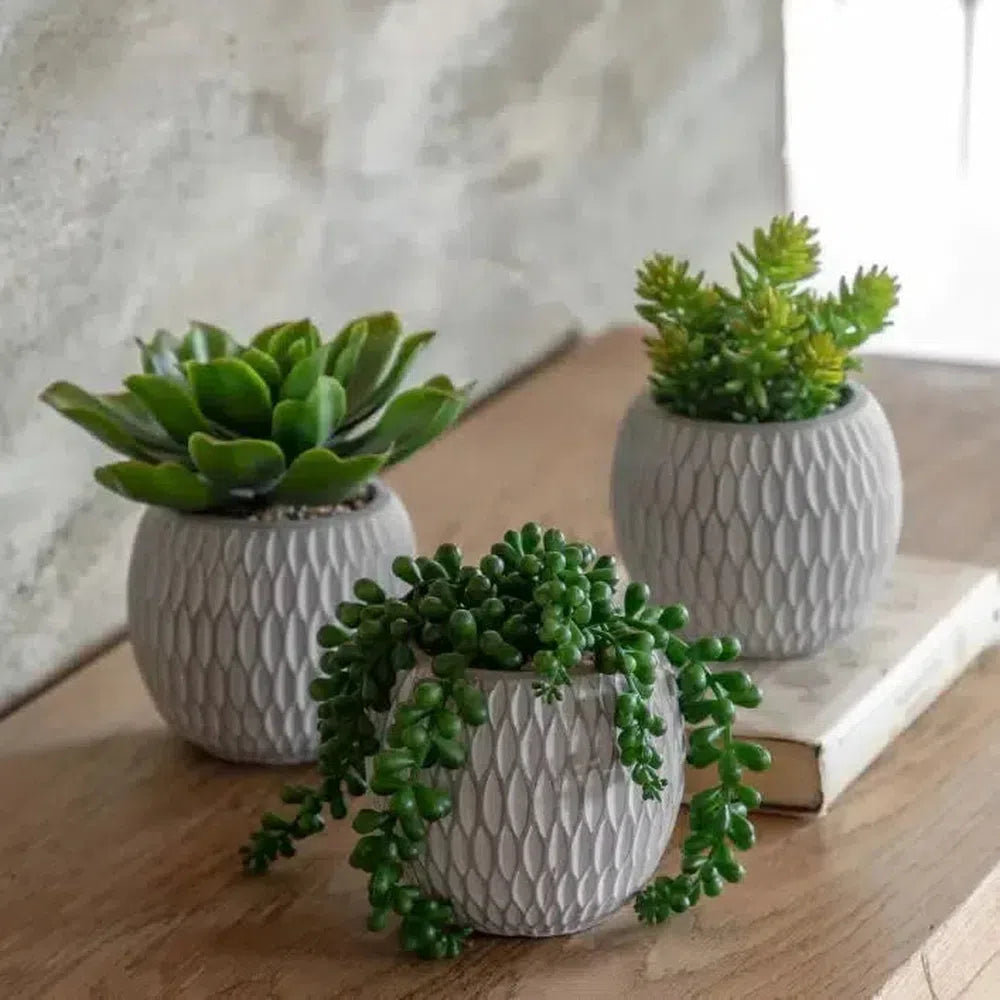 x3 Small Succulents Ceramic Pots