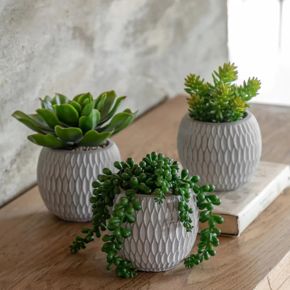 x3 Small Succulents Ceramic Pots