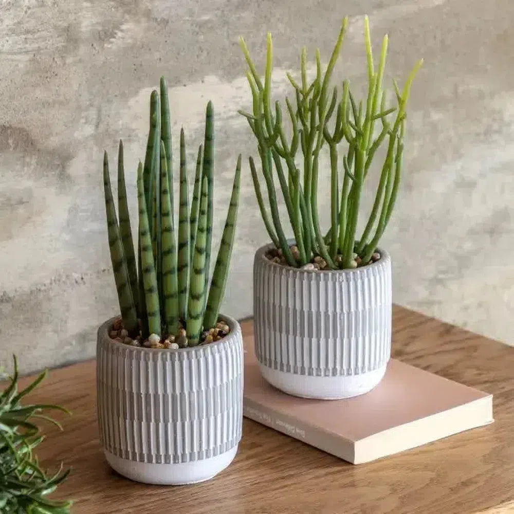 x2 Small Succulents Ceramic Pots