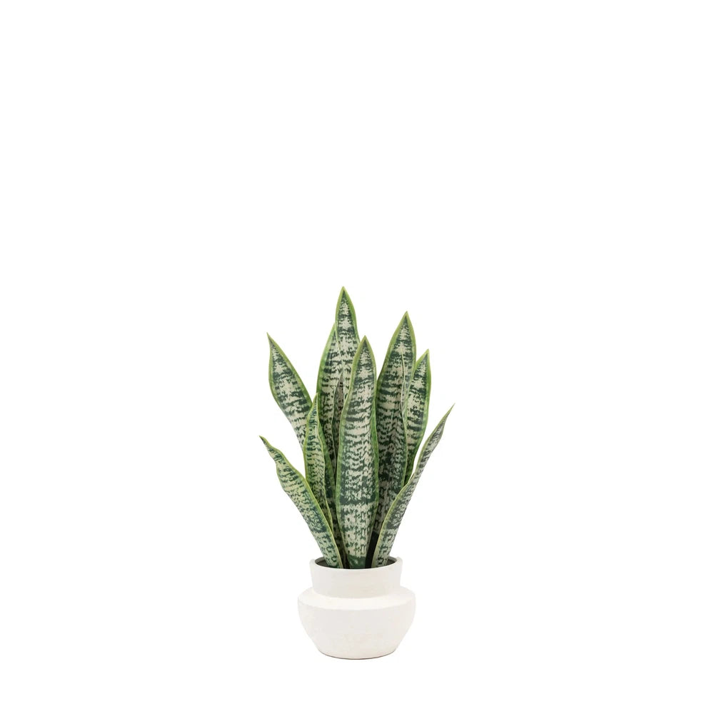 Faux Snake Plant in Ceramic Pot