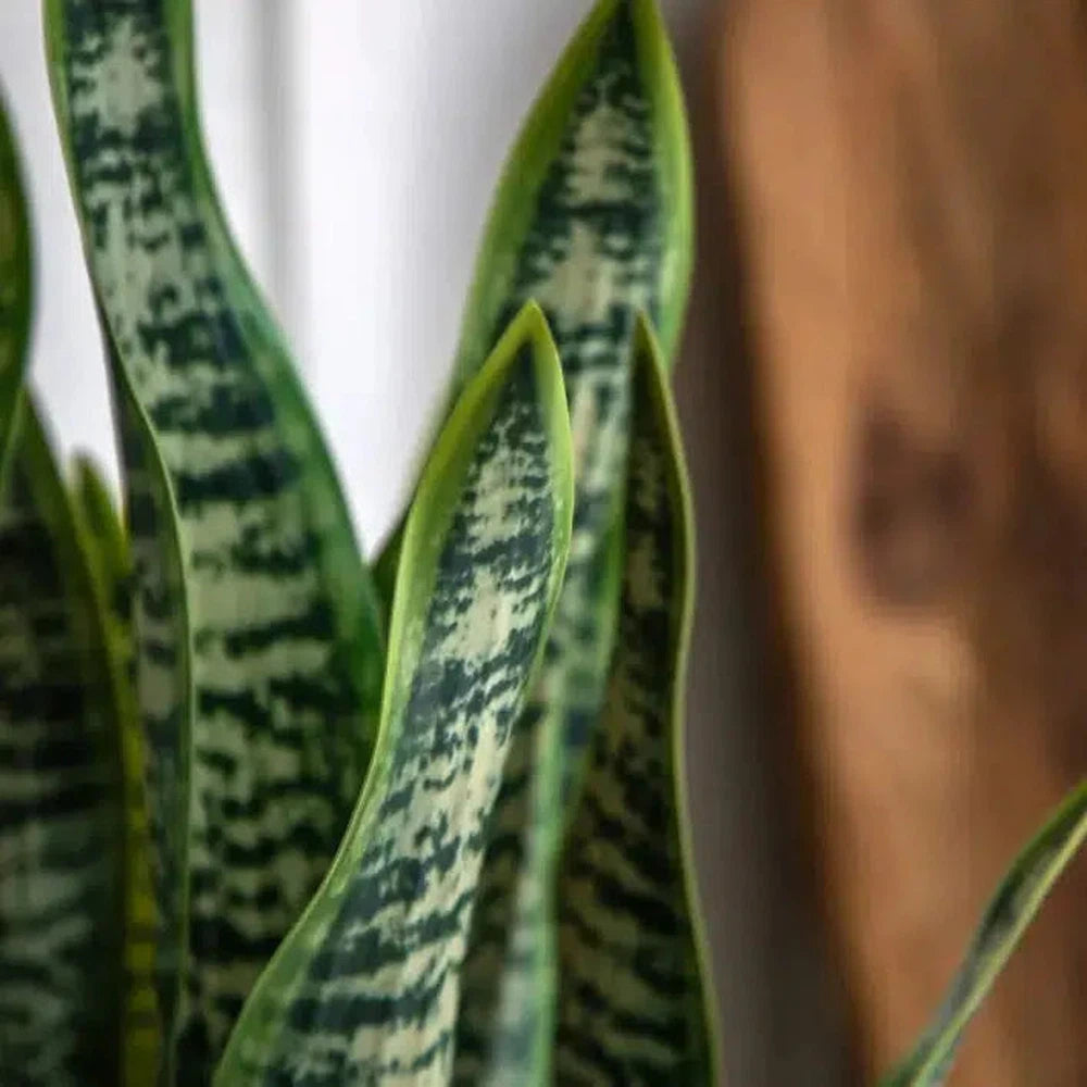 Faux Snake Plant in Ceramic Pot