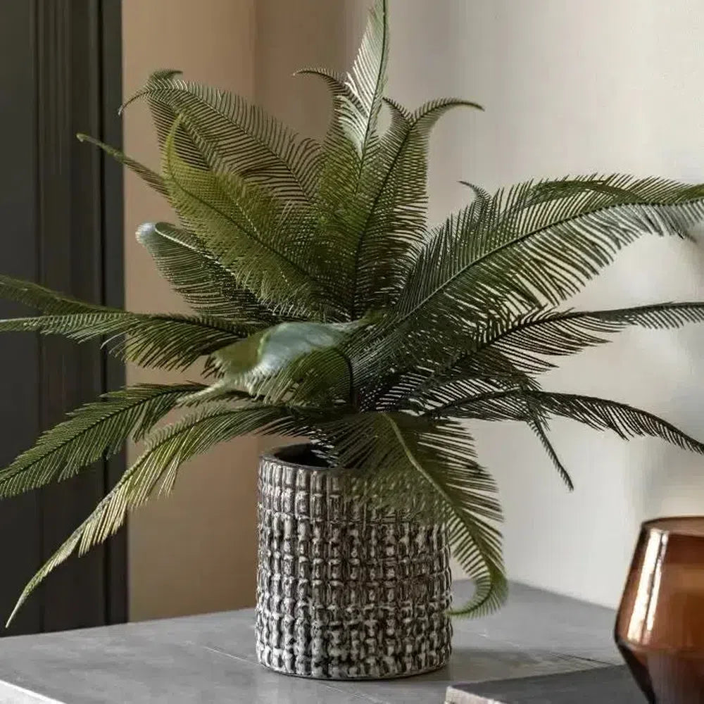 Wide Fern in Concrete Pot