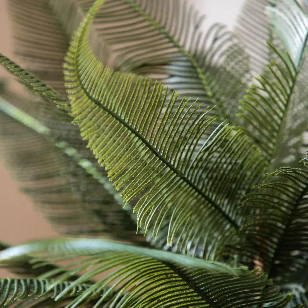 Wide Fern in Concrete Pot