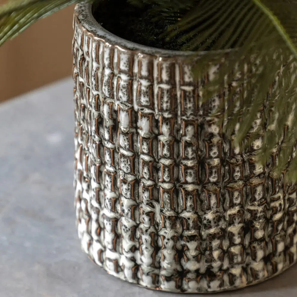 Wide Fern in Concrete Pot