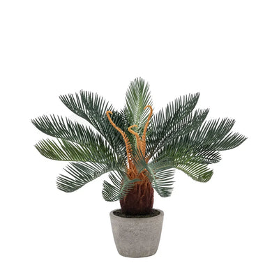 Wide Palm in Concrete Pot