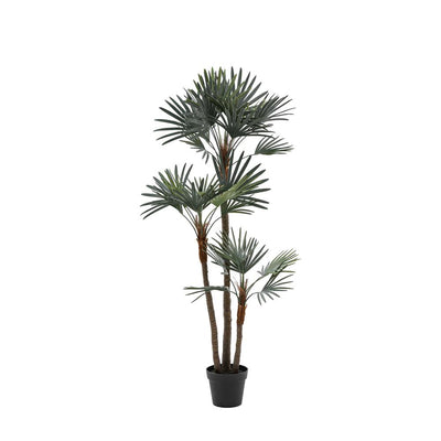 Potted Statement Palm