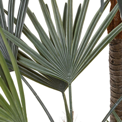 Potted Statement Palm