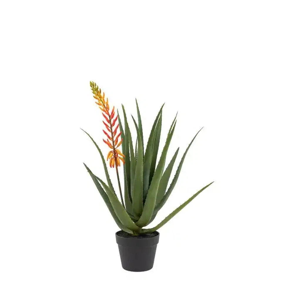 Aloe Potted Plant with Orange Flower