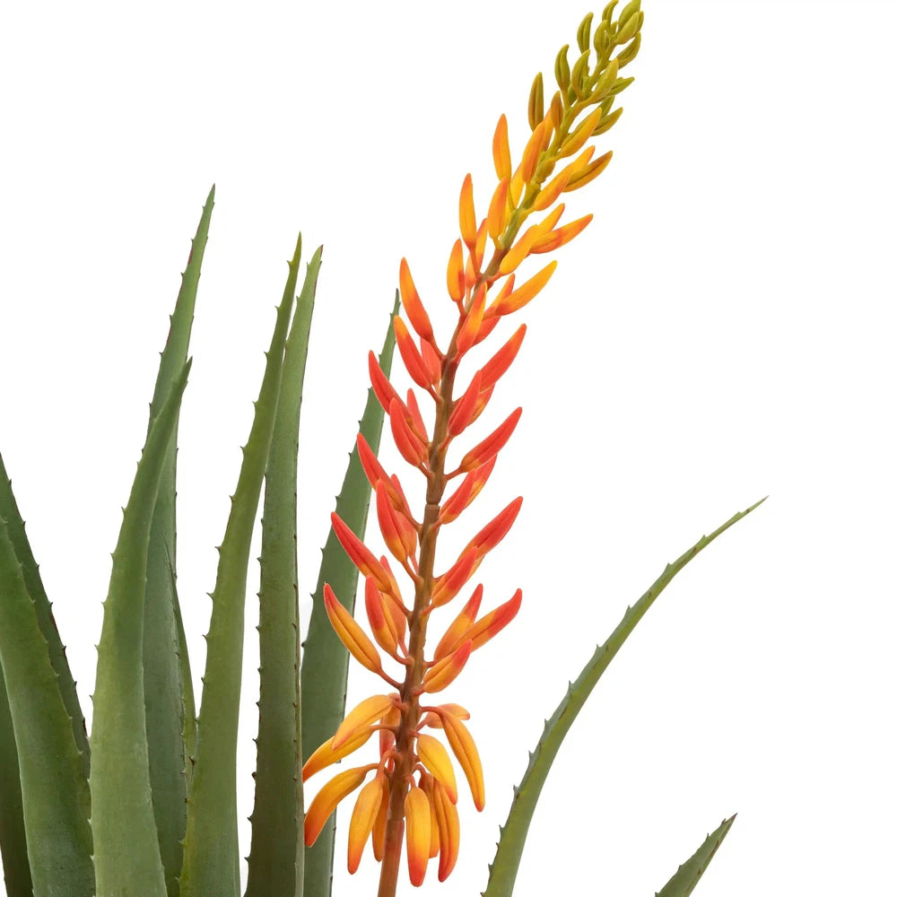 Aloe Potted Plant with Orange Flower