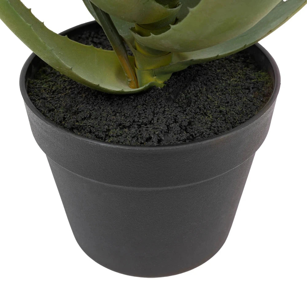 Aloe Potted Plant with Orange Flower